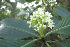 Psychotria dalzellii